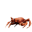 crab